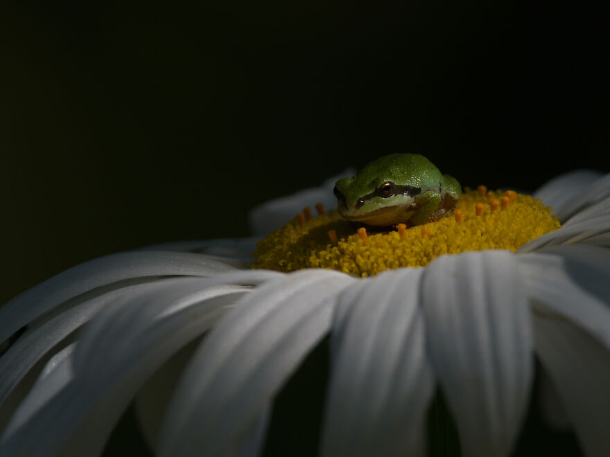 World Nature Photography Awards Winners