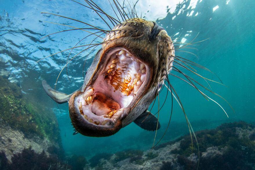 World Nature Photography Awards Winners