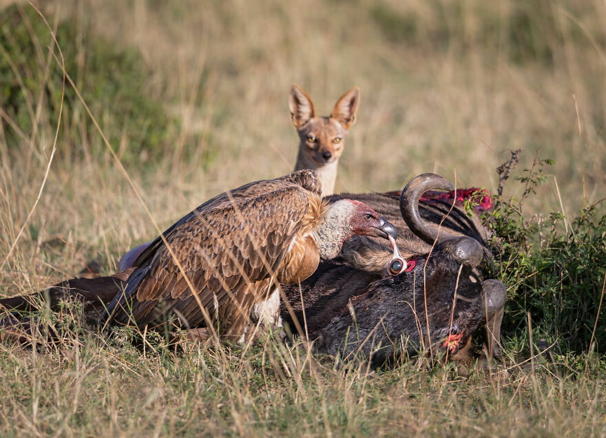 World Nature Photography Awards Winners