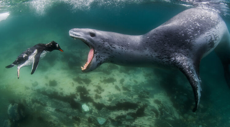 30 Stunning Winning Photos Of The 2021 World Nature Photography Awards