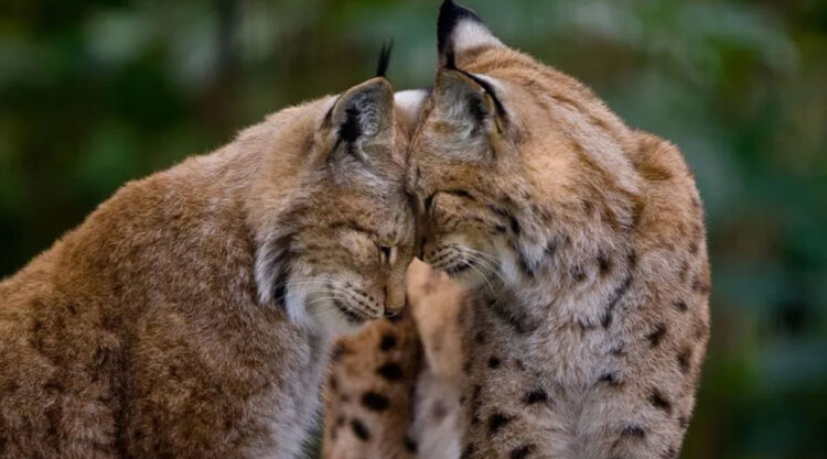 Photographer Goran Anastasovski Captured The Emotional Bond Between Animals