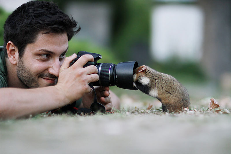 Beautiful Photos Of Wild Hamsters By Julian Rad