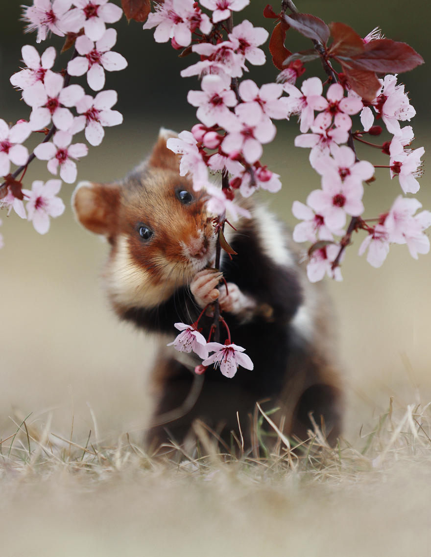 Beautiful Photos Of Wild Hamsters By Julian Rad