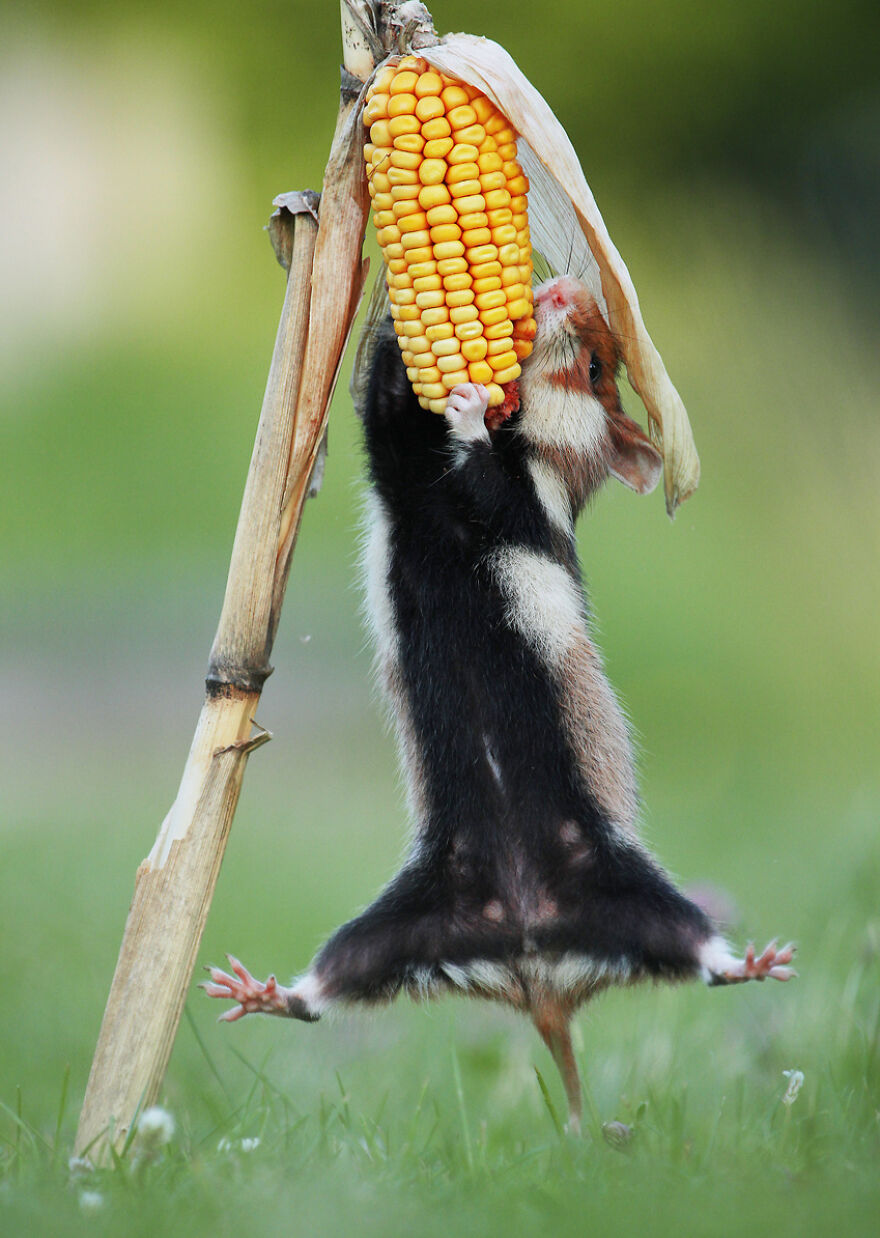 Beautiful Photos Of Wild Hamsters By Julian Rad