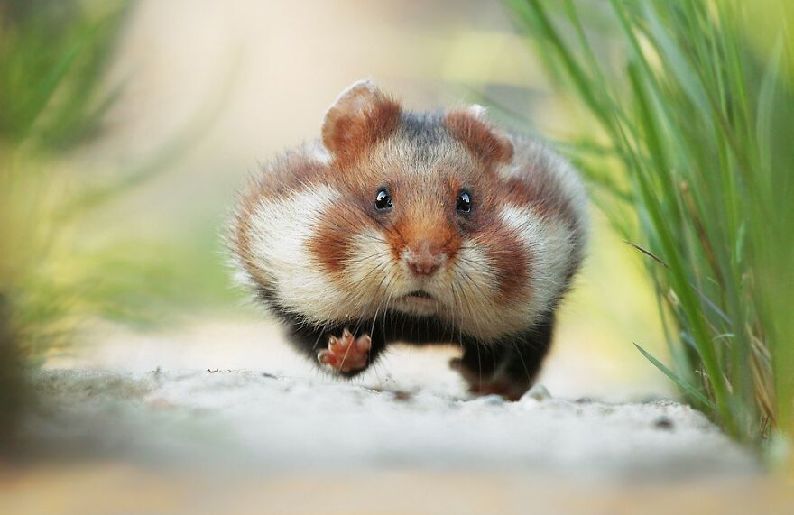 Beautiful Photos Of Wild Hamsters By Julian Rad