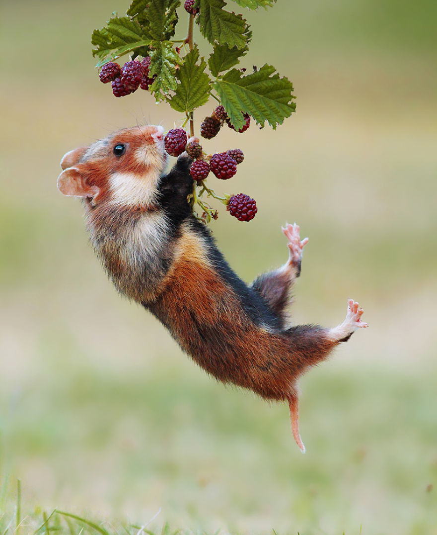 Beautiful Photos Of Wild Hamsters By Julian Rad