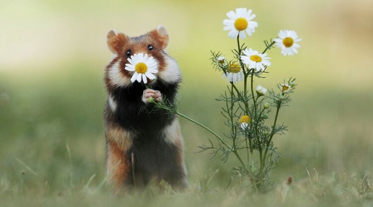 Photographer Julian Rad Spent 10 Years To Capture These Beautiful Photos Of Wild Hamsters