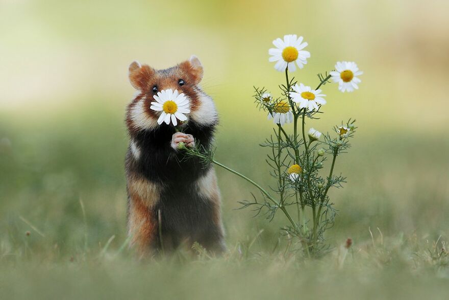 Beautiful Photos Of Wild Hamsters By Julian Rad