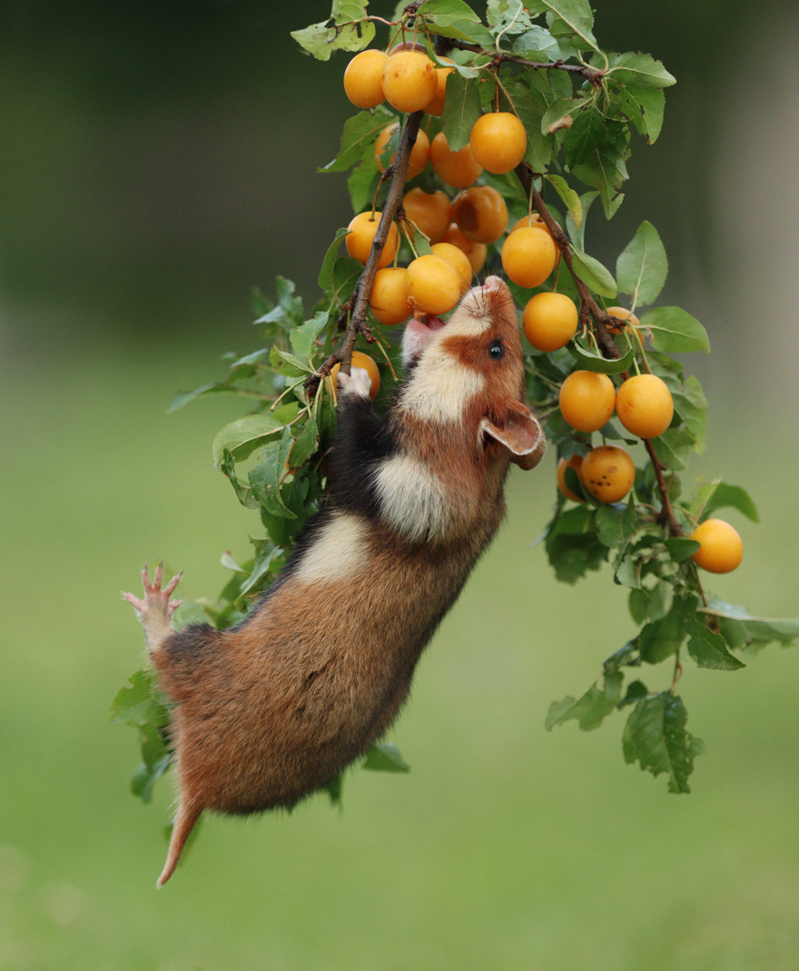 Beautiful Photos Of Wild Hamsters By Julian Rad