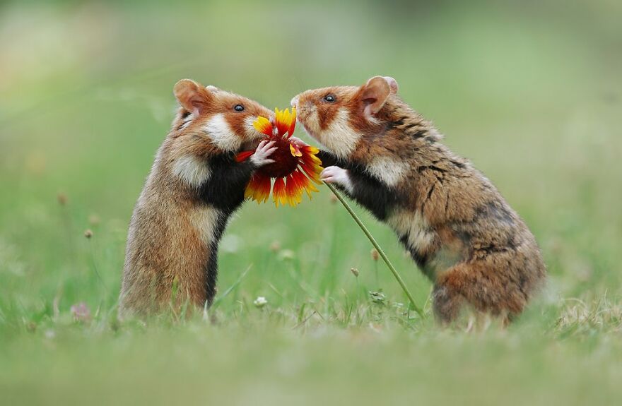 Beautiful Photos Of Wild Hamsters By Julian Rad