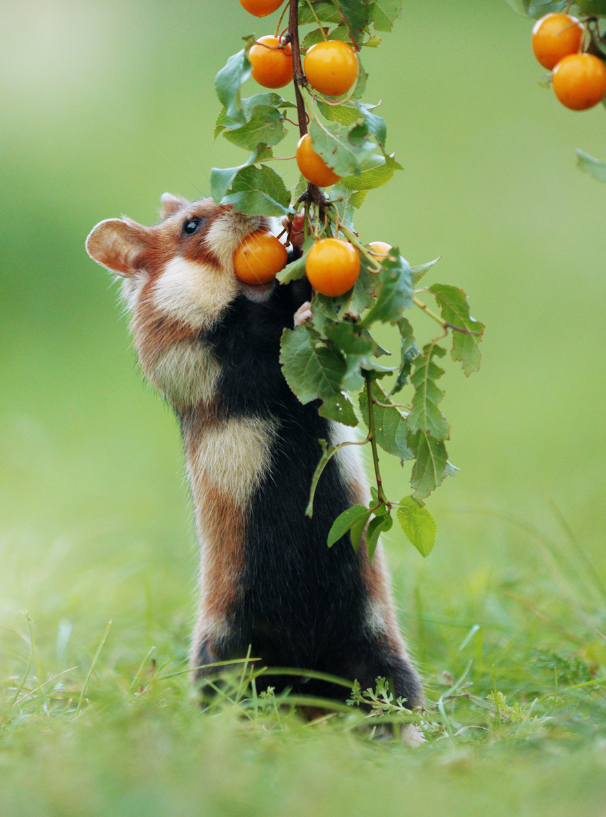 Beautiful Photos Of Wild Hamsters By Julian Rad