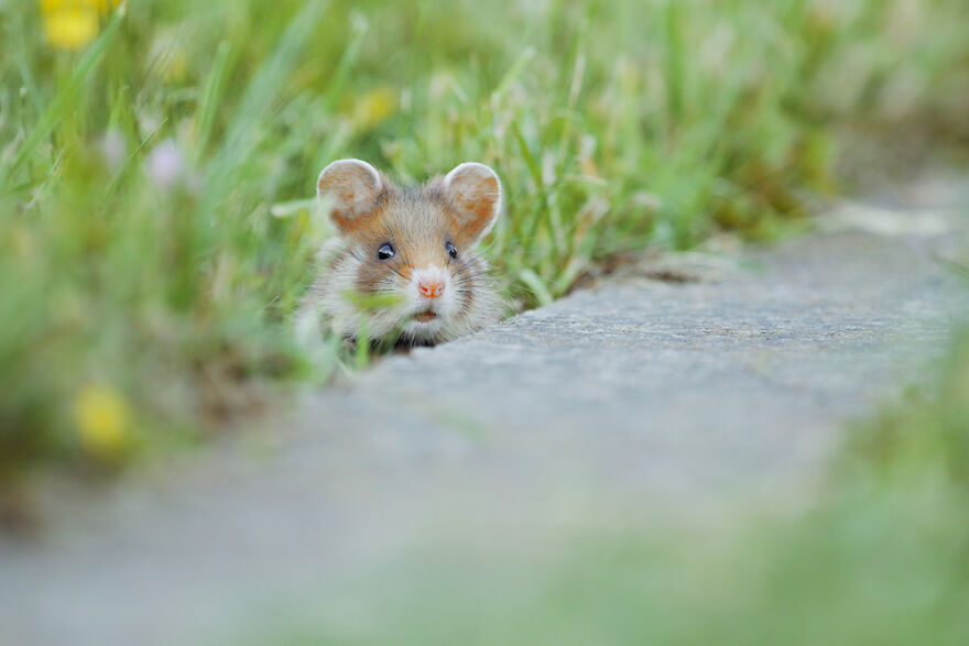 Beautiful Photos Of Wild Hamsters By Julian Rad