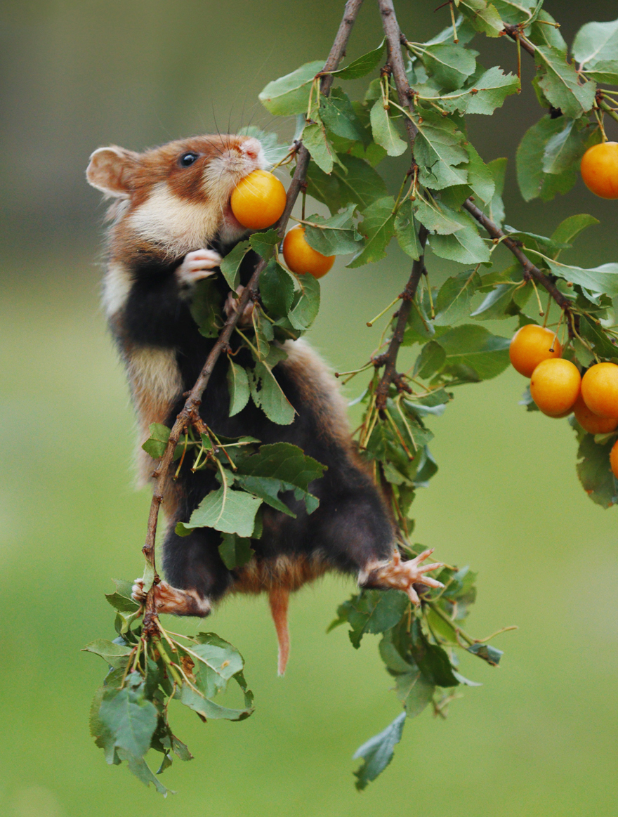 Beautiful Photos Of Wild Hamsters By Julian Rad