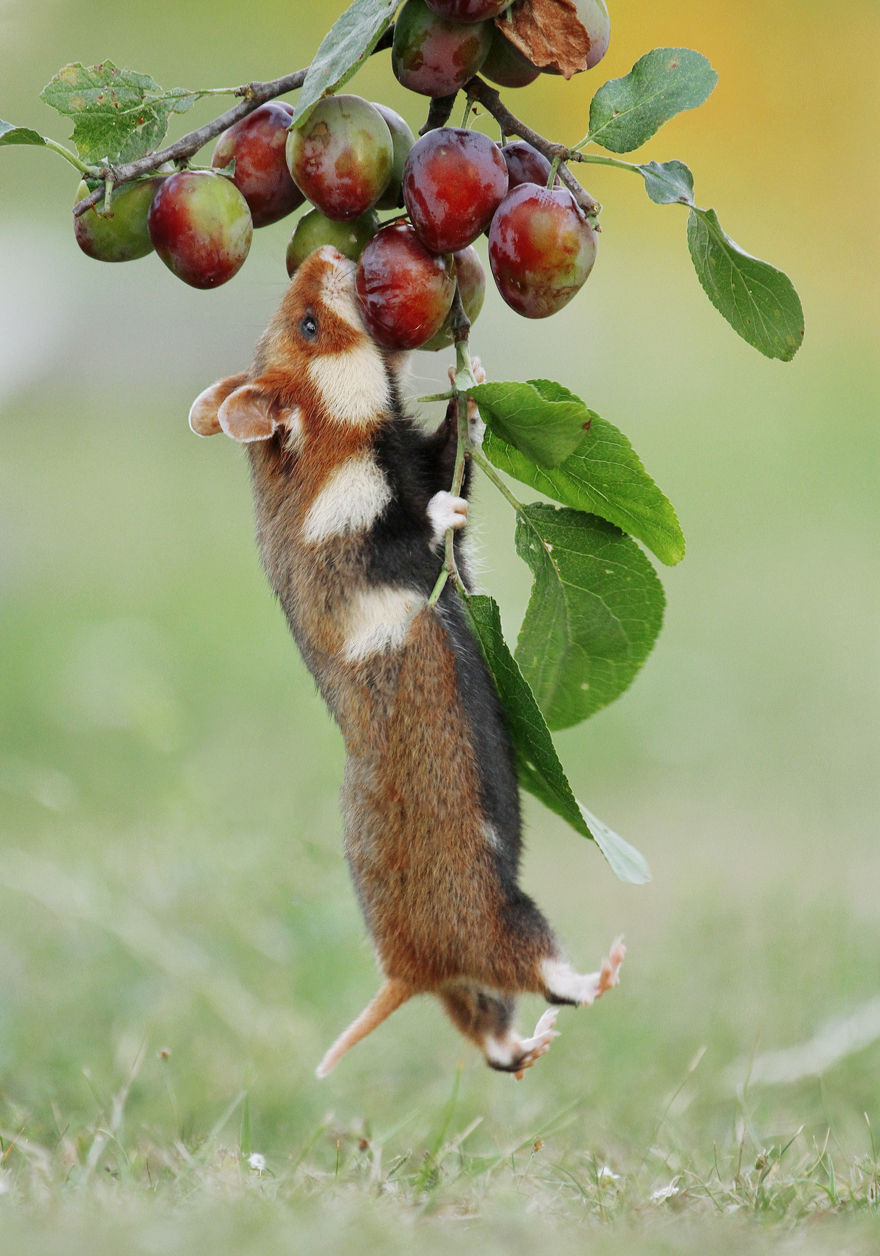 Beautiful Photos Of Wild Hamsters By Julian Rad