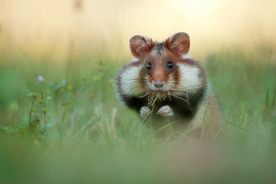 Beautiful Photos Of Wild Hamsters By Julian Rad