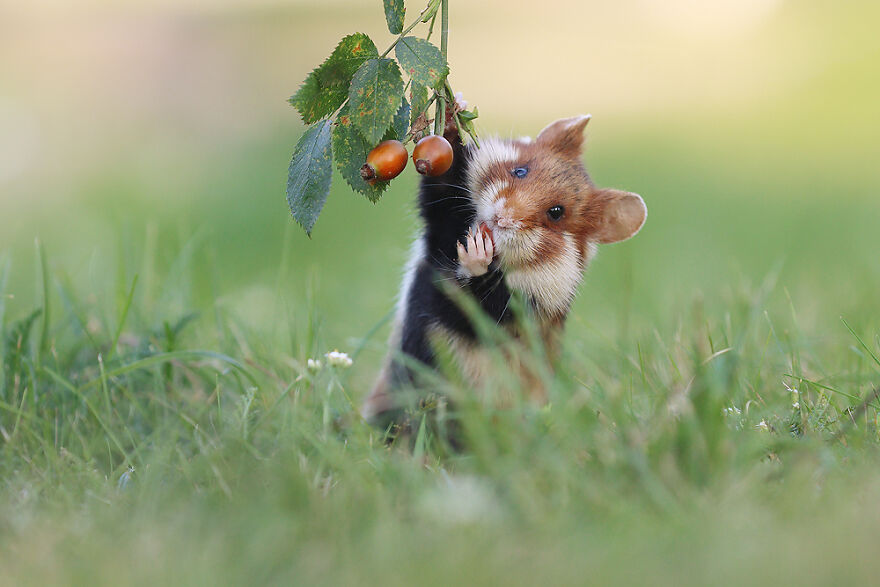 Beautiful Photos Of Wild Hamsters By Julian Rad