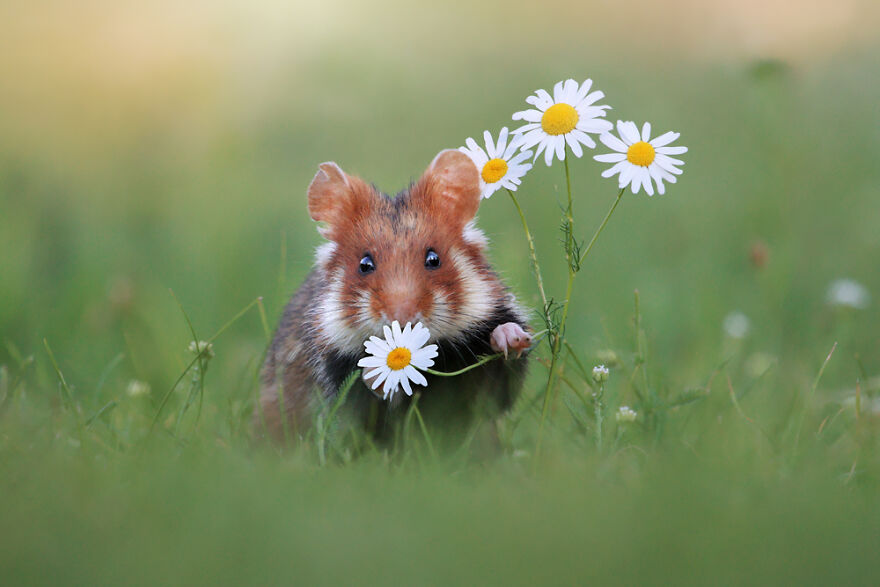 Beautiful Photos Of Wild Hamsters By Julian Rad