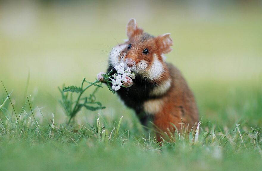 Beautiful Photos Of Wild Hamsters By Julian Rad