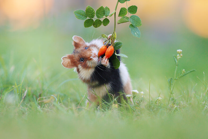 Beautiful Photos Of Wild Hamsters By Julian Rad