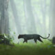 Photographer Captured Amazing Photos Of A Rare Black Panther Roaming In The Jungles Of India