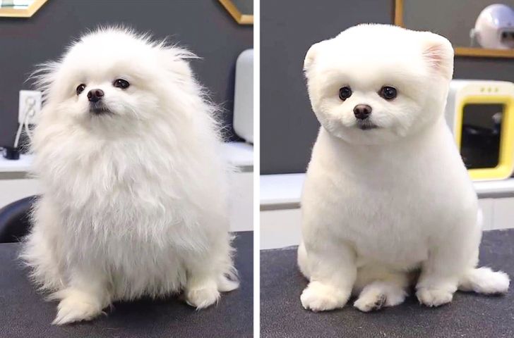 Dog Haircut Photos