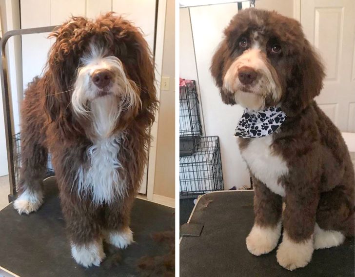 Dog Haircut Photos