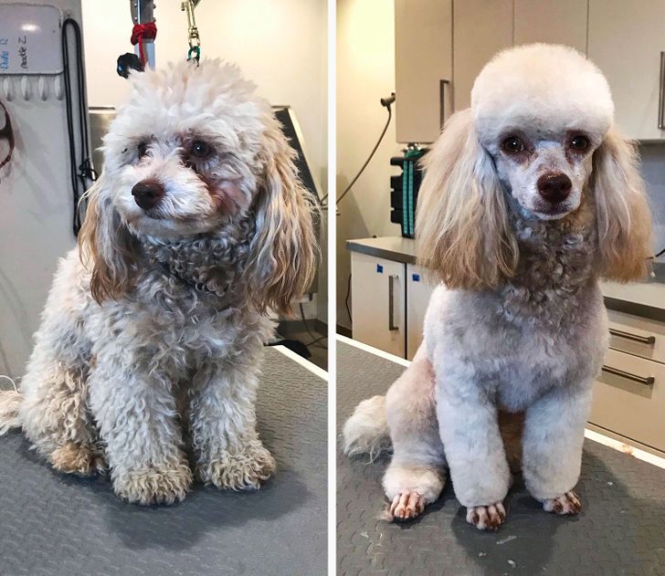 Dog Haircut Photos