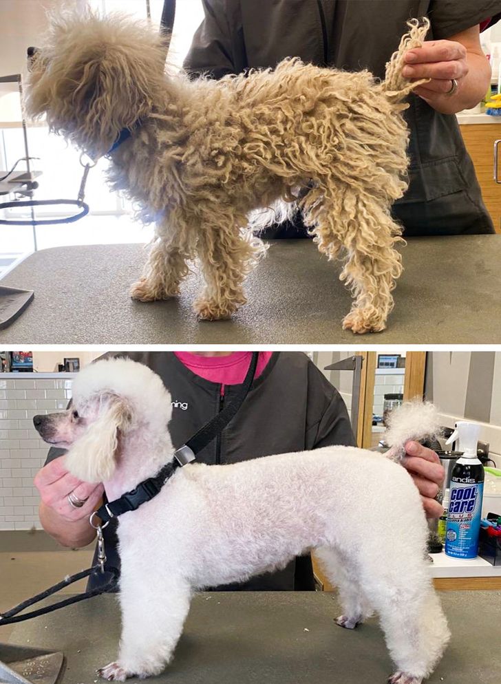 Dog Haircut Photos