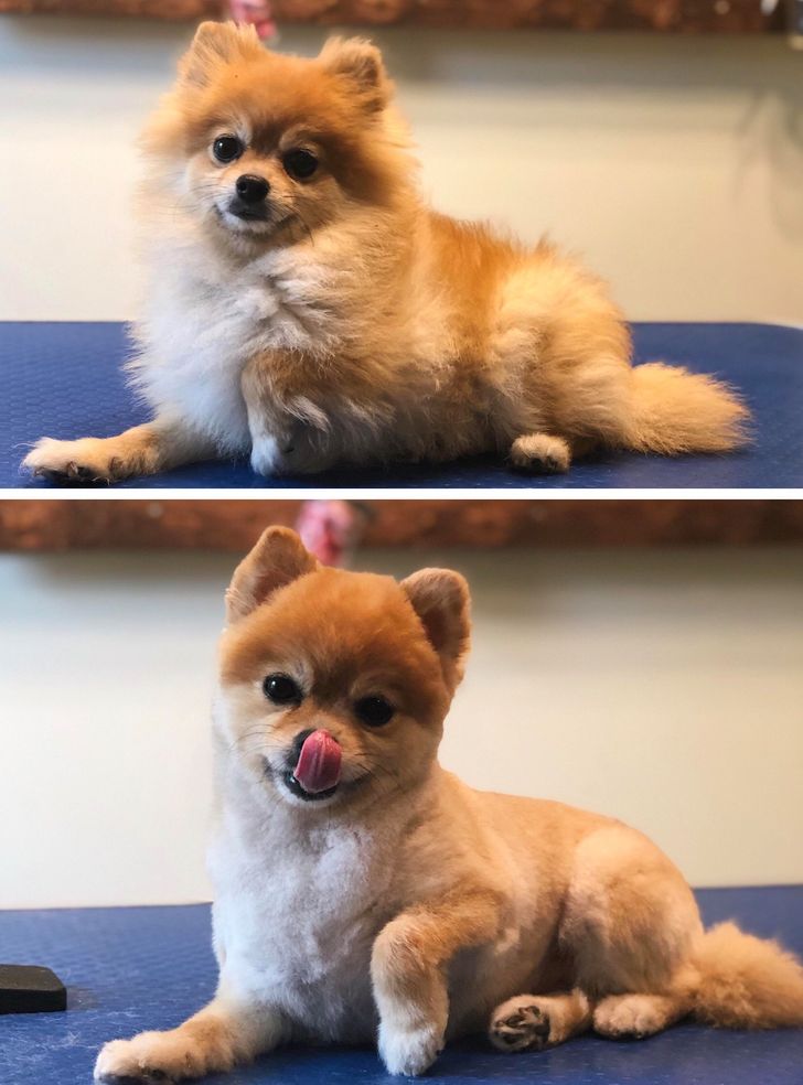 Dog Haircut Photos