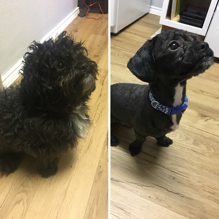 Dog Haircut Photos