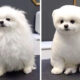 20 Dog Haircut Photos Before And After Grooming