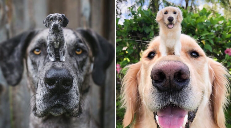 Artist Creates Felted Wool Toys Of Animals And Their Tiny Adorable Twins