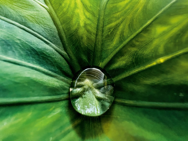 iPhone Macro Photography Challenge Winners