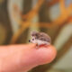 Artist Katie Doka Creates Enchanting Miniature Animal Sculptures