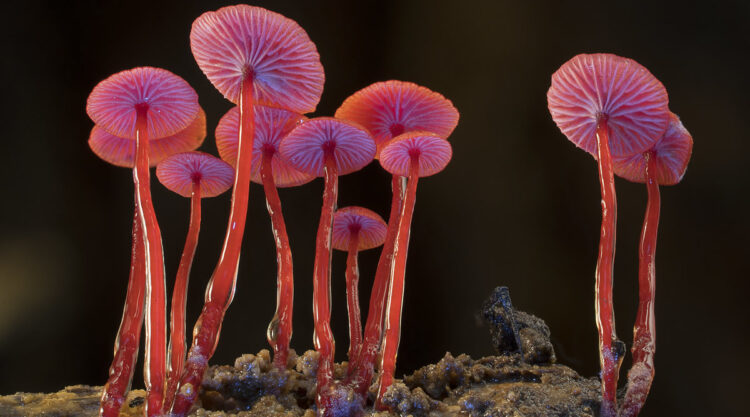 Photographer Steve Axford Beautifully Captured The Macro Photos Of Australian Fungi