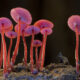 Photographer Steve Axford Beautifully Captured The Macro Photos Of Australian Fungi