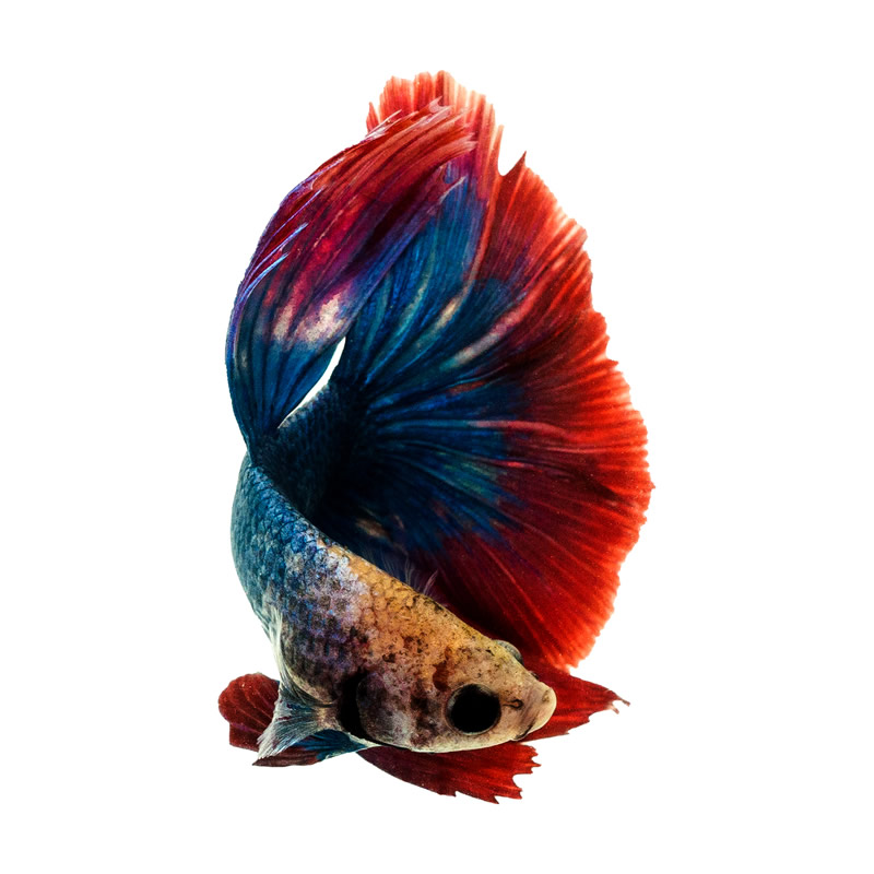 Cute And Colorful Betta Fishes