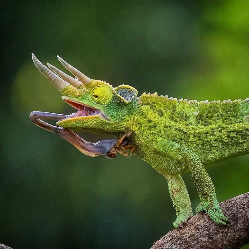 Close-Up Portraits Of Animals By Dzulfikri