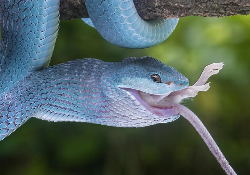 Close-Up Portraits Of Animals By Dzulfikri