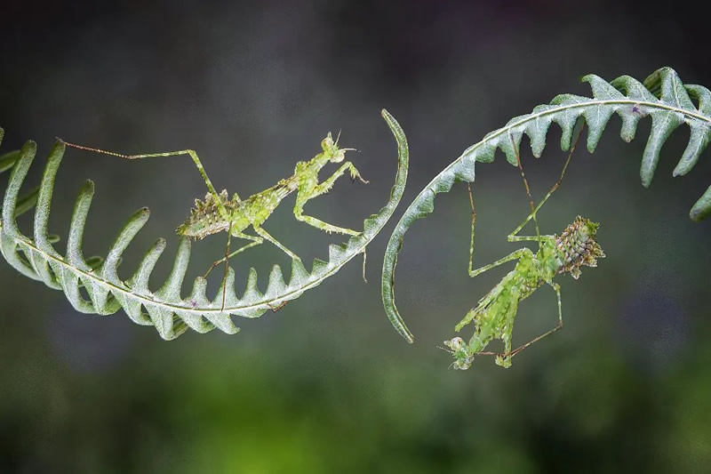 Close-Up Portraits Of Animals By Dzulfikri