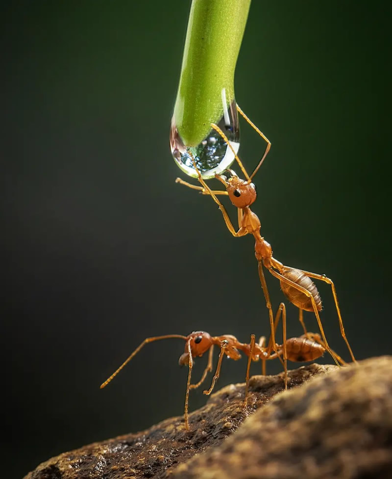 Close-Up Portraits Of Animals By Dzulfikri