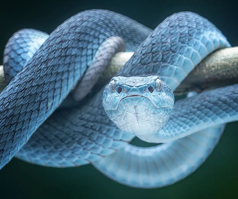 Close-Up Portraits Of Animals By Dzulfikri