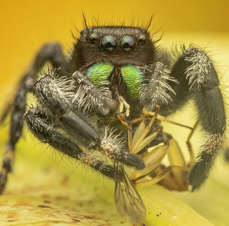 Close-Up Portraits Of Animals By Dzulfikri