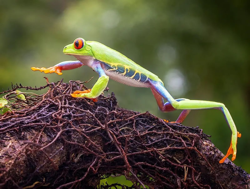 Close-Up Portraits Of Animals By Dzulfikri