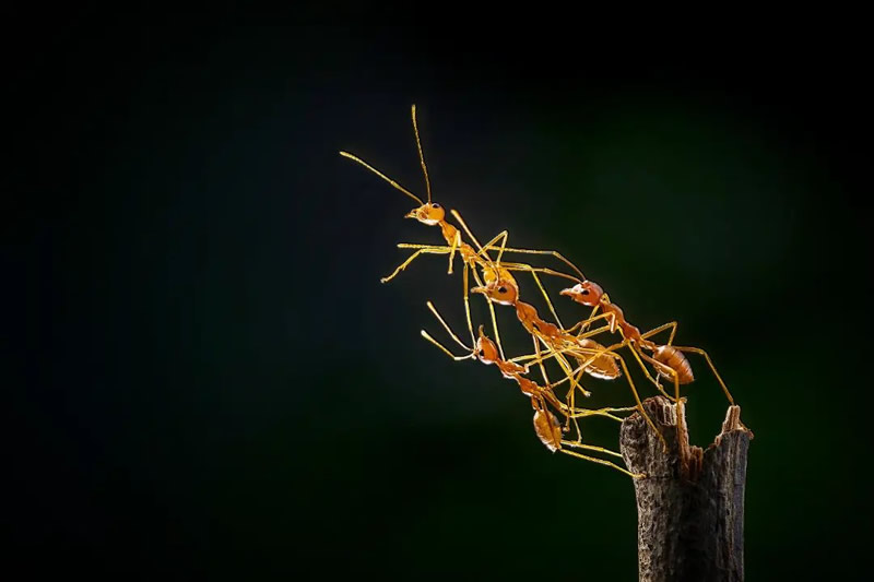 Close-Up Portraits Of Animals By Dzulfikri