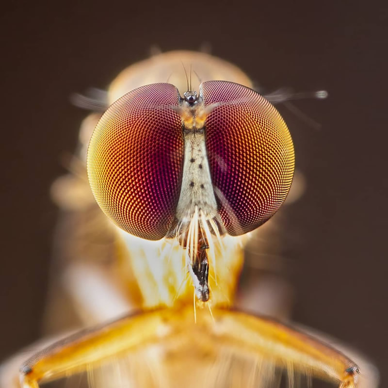 Close-Up Portraits Of Animals By Dzulfikri