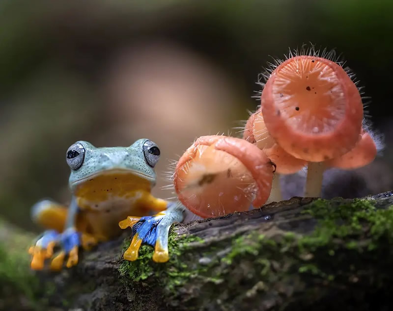 Close-Up Portraits Of Animals By Dzulfikri