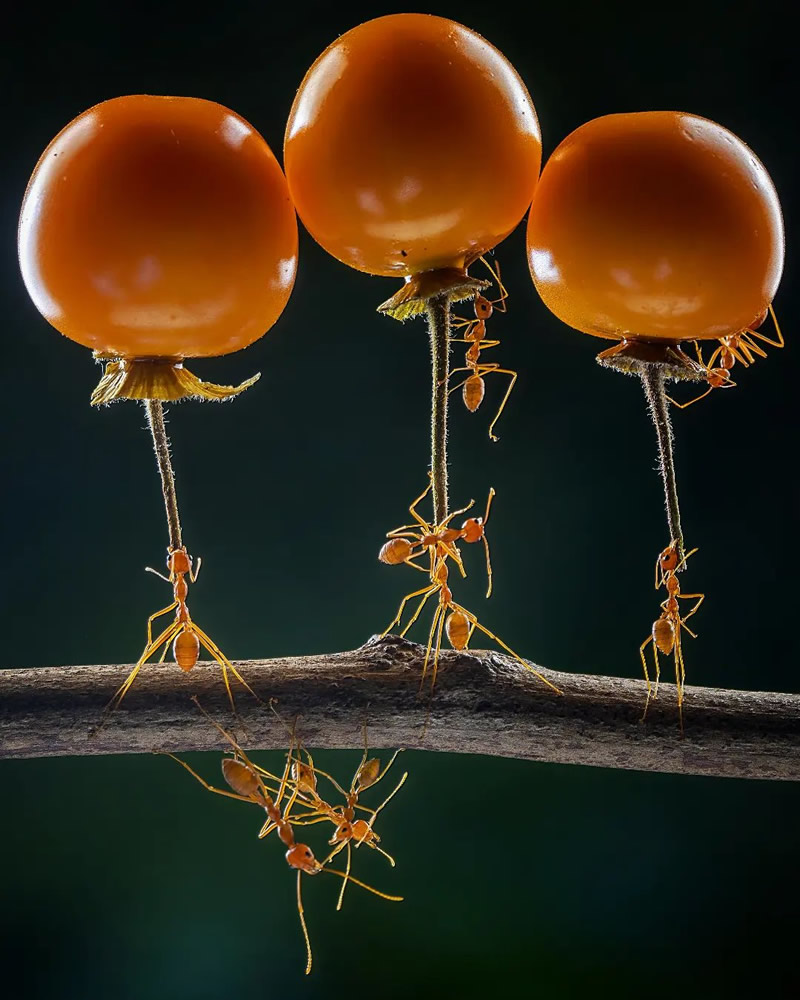 Close-Up Portraits Of Animals By Dzulfikri