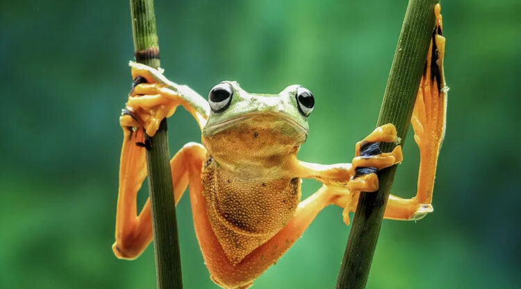 Photographer Dzulfikri Stunningly Captured Close-Up Portraits Of Animals