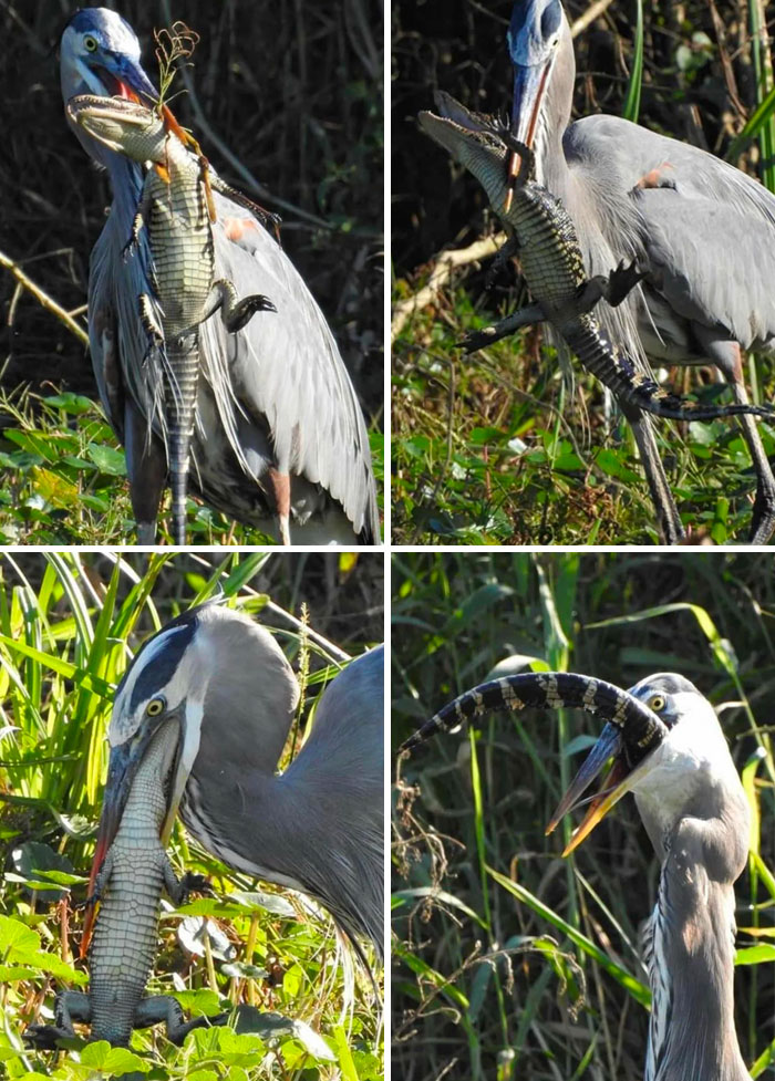 Most Terrifying Things Spotted In Nature